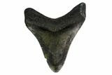 Fossil Megalodon Tooth - North Carolina #147026-1